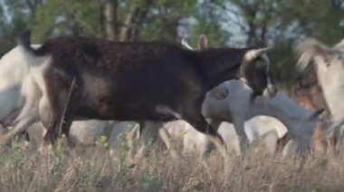 Doğa otlağındaki keçi sürüsü. Vahşi yaşam ve ekoloji.
