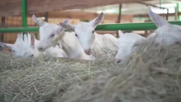 Des chèvres se tiennent derrière une clôture d'une ferme . — Video