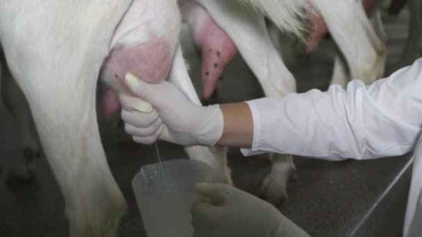 Latti dell'agricoltore caprino a mano in caseificio per la produzione di formaggio. Il latte scorre nel secchio. Cibo sano e naturale nel villaggio . — Video Stock