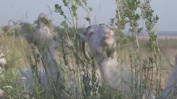 山羊吃绿色植物或咀嚼香草。 放牧草食性家畜的肖像. — 图库视频影像