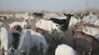 Doğa otlağındaki keçi sürüsü. Vahşi yaşam ve ekoloji.