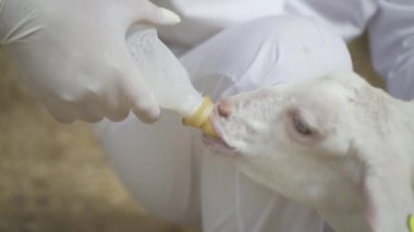 Çiftçi bir şişe sütle bebek keçiyi besliyor. Köyde sağlıklı ve doğal yiyecekler. Mutlu hayvanlar..