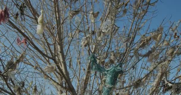 Plastic zakken hangen aan een boom in plaats van bladeren. Kunststofvervuiling. — Stockvideo
