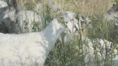 Keçi yeşil bitki yiyor ya da ot çiğniyor. Otlayan otçul evcil hayvanın portresi.