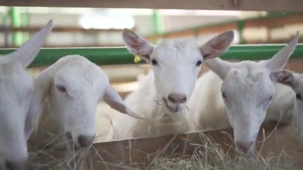 Las cabras están detrás de una cerca de una granja . — Vídeos de Stock