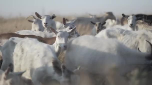 Goat herd walking and grazing on a meadow and eats grass. — Stock Video