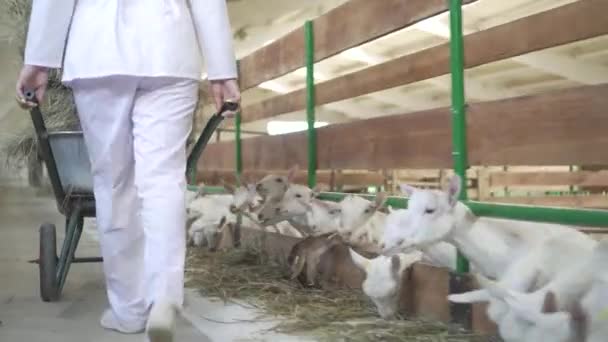 Kinderen voeden op een boerderij achter een hek. — Stockvideo