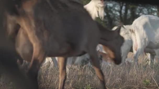 Troupeau de chèvres marchant et broutant sur une prairie et mangeant de l'herbe . — Video