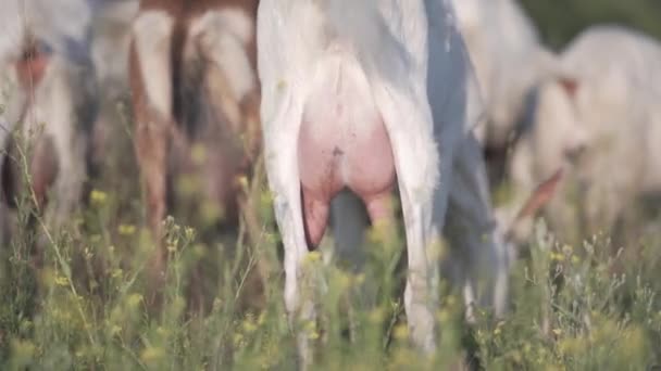 羊圈里塞满了牛奶. 山羊在野外的牧场上吃草. — 图库视频影像