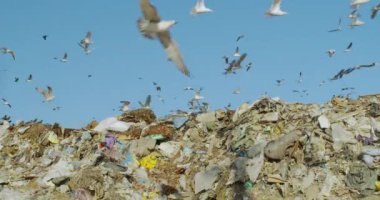 Çöp sahasında yiyecek arayan kuşların görüntüsü.