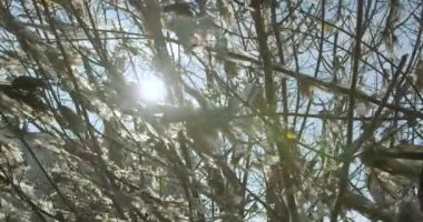 Ağaçlardaki plastik torbalar yırtılmış. Ekolojik kirlilik.