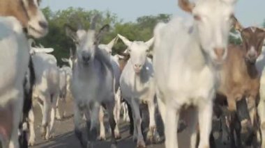 Doğa otlağındaki keçi sürüsü. Vahşi yaşam ve ekoloji.