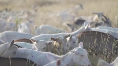 Keçi sürüsü bir çayırda yürüyor ve otlanıyor ve ot yiyor..