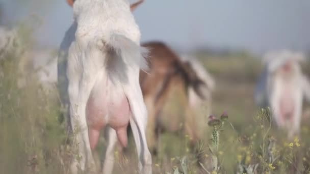 Ubre de cabra de cerca llena de leche. Las cabras pastan en un pasto en la naturaleza . — Vídeo de stock