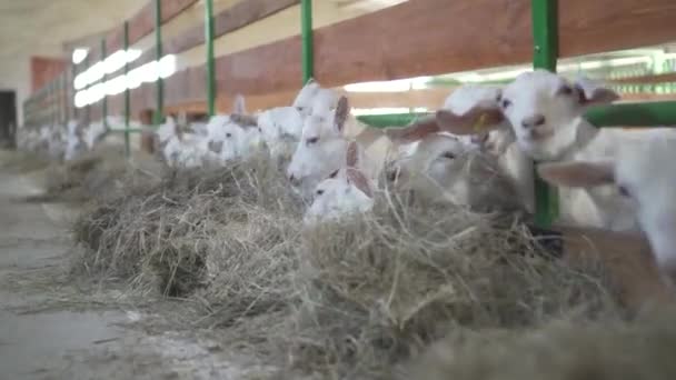 Козы стоят за забором фермы . — стоковое видео