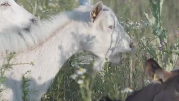 Getter som äter gröna växter eller tuggar örter. Porträtt av betande växtätande husdjur. — Stockvideo