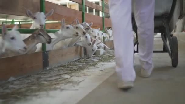 Nourrir les enfants dans une ferme derrière une clôture . — Video