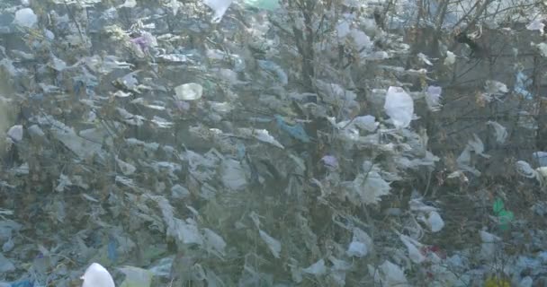 Restos de sacos de plástico branco nos ramos estão balançando ao vento . — Vídeo de Stock