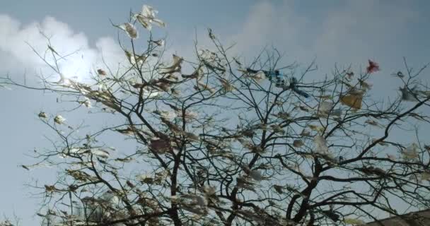 木の上にビニール袋を回しなさい。生態系汚染. — ストック動画