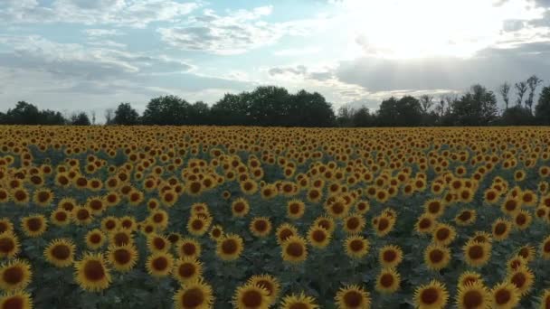 Luchtfoto 's. Zonnebloemen in het veld zwaaien in de wind. Prachtige velden met zonnebloemen in de zomer. — Stockvideo
