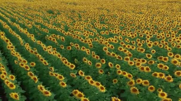 Hava görüntüsü. Çiçekli ayçiçekleri. Doğal ziraat. Tarla ayçiçekleri. — Stok video