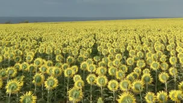 Flygfoto över Solrosor fält. Flyg över solrosfältet, blommande solros. — Stockvideo