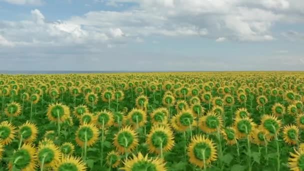Letecký pohled na pole slunečnic. Let nad slunečnicovým polem, kvetoucí slunečnice. — Stock video