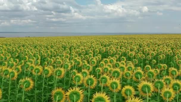 Vue aérienne. Tournesols en fleurs. Agriculture naturelle. Tournesols de champ .