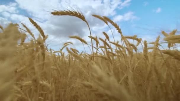 Pšeničné pole. Koncept sklizně. Pole zlaté pšenice se kymácí. Přírodní krajina. — Stock video