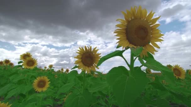 Belo campo agrícola com girassóis. Pétalas amarelas brilhantes de girassóis balançam um vento leve através deles contra o céu . — Vídeo de Stock