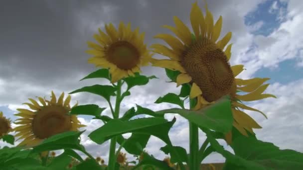 Fleurs tournesol contre le ciel. Tournesol balançant dans le vent .