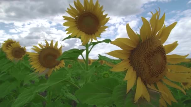 Hermoso campo agrícola con girasoles. Pétalos amarillos brillantes de girasoles balancean un viento ligero a través de ellos contra el cielo . — Vídeo de stock