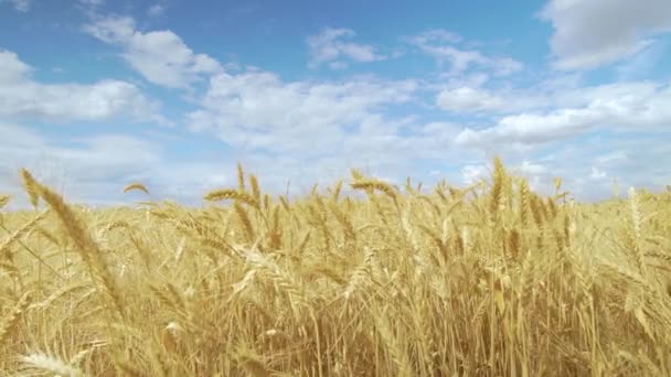 青空に対するフィールド小麦。小麦の小穂に穀物の揺れ風があります。夏に穀物収穫が始まります農業ビジネスの概念. — ストック動画