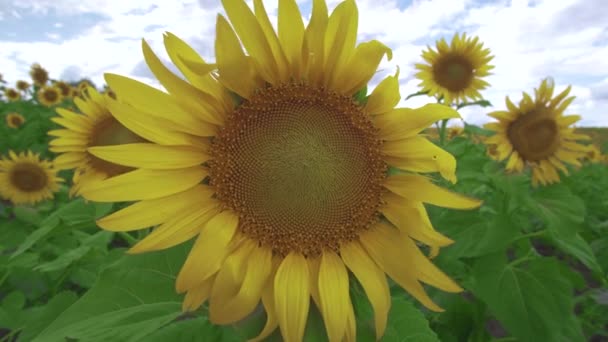 Květiny slunečnice proti obloze. Slunečnice houpající se ve větru. — Stock video