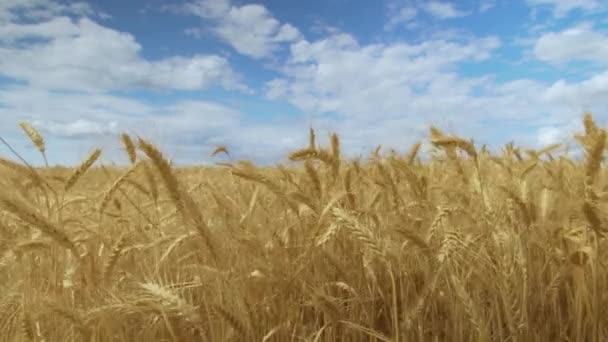 Campo de trigo. Concepto de cosecha. Campo de trigo dorado balanceándose. Naturaleza paisaje . — Vídeos de Stock