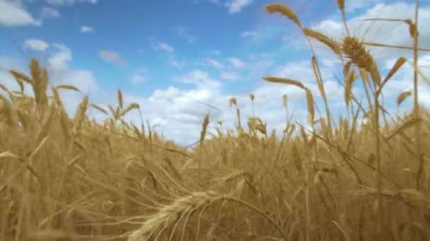 Campo de trigo. Campo de trigo dorado balanceándose. Naturaleza paisaje. Concepto de cosecha . — Vídeo de stock