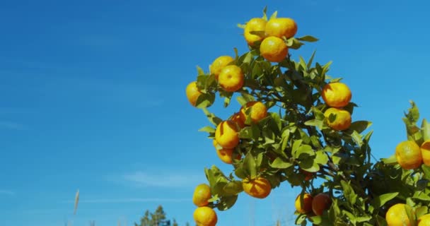 Zralé šťavnaté oranžové mandarinky na stromech v sadu. — Stock video