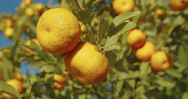 Mandarinas anaranjadas jugosas maduras en los árboles del huerto. — Vídeo de stock