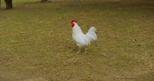 Portrait of beautiful perfect rooster on the loose. — Stock Video