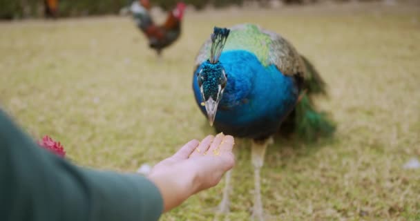 Beatiful pavone colorato interagisce con un uomo, si nutre da mani . — Video Stock