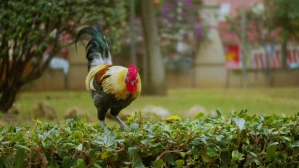 A big colorful majestic rooster is walking in the park. — Stock Video