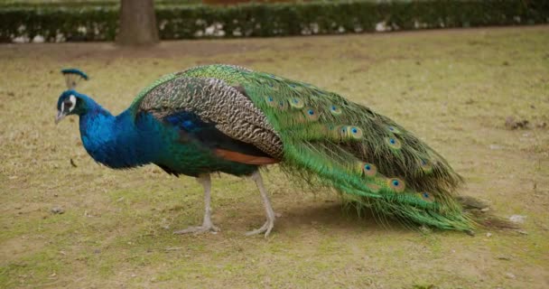 Pavão beatiful colorido que anda na grama . — Vídeo de Stock