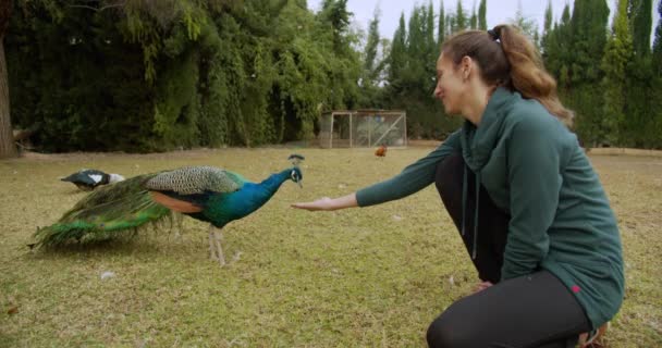Chica alimenta a un pavo real con las manos . — Vídeo de stock