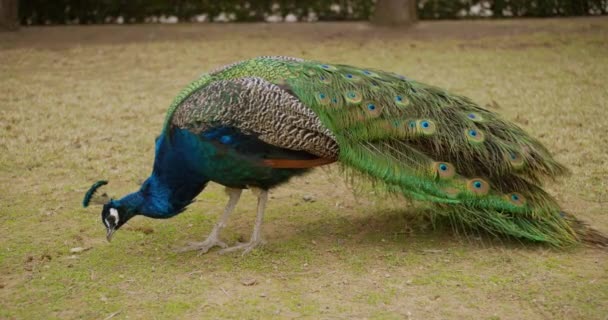 Beatiful colorful peacock for a walk in park. — ストック動画