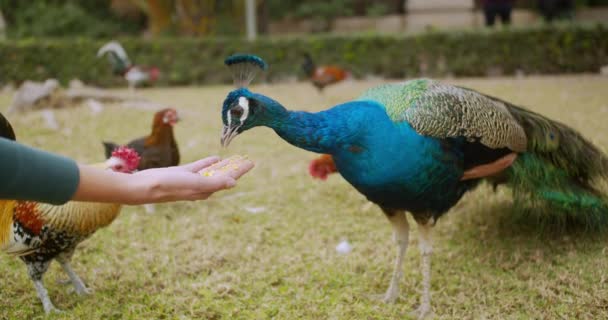 Beatiful pavone colorato interagisce con un uomo, si nutre da mani . — Video Stock