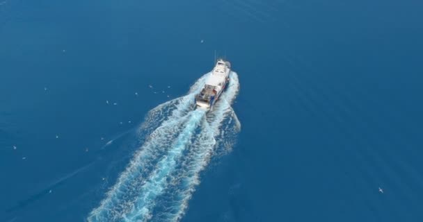 空中风景。 有大型渔获物的渔船，鱼群在饥饿的海鸥群中旋转。 小船漂浮在海面上，留下一条海上泡沫水的路径。 顶部视图. — 图库视频影像