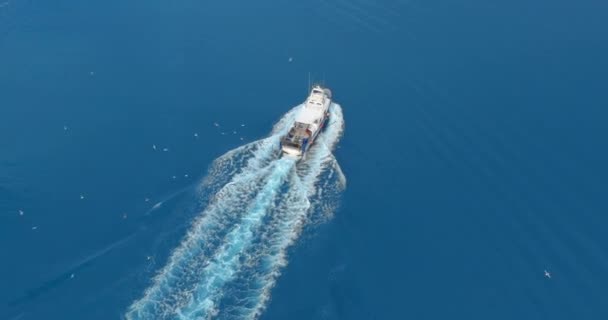 Luchtfoto 's. vissersboot met grote vangst vissen wervelende hongerige meeuwen kudde van glarissen. Kleine schip drijft op een zeeoppervlak verlaten van een pad van zeeschuim water. Bovenaanzicht. — Stockvideo