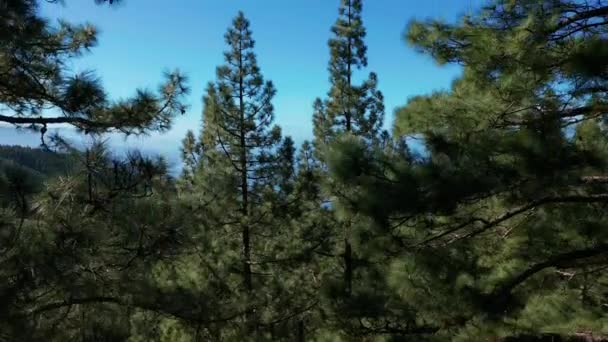 Vista aérea. Costa Atlântica. Tenerife, Ilhas Canárias, Espanha . — Vídeo de Stock