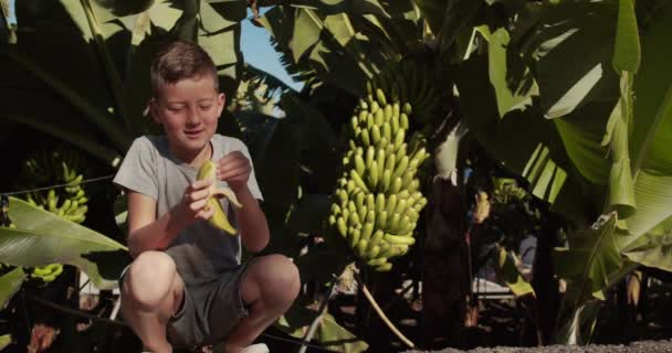 Słodkie dziecko jedzące banana i uśmiechnięte wśród rosnących bananów na farmie bananów. — Wideo stockowe