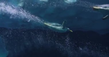 Küçük penguenler, hayvanat bahçesi havuzunda açık mavi bir suda yüzer ve dinlenirler..